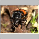 Necrophorus vespilloides - Totengraeber 06c.jpg